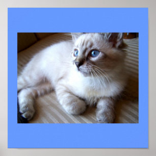 blue eyes Poster