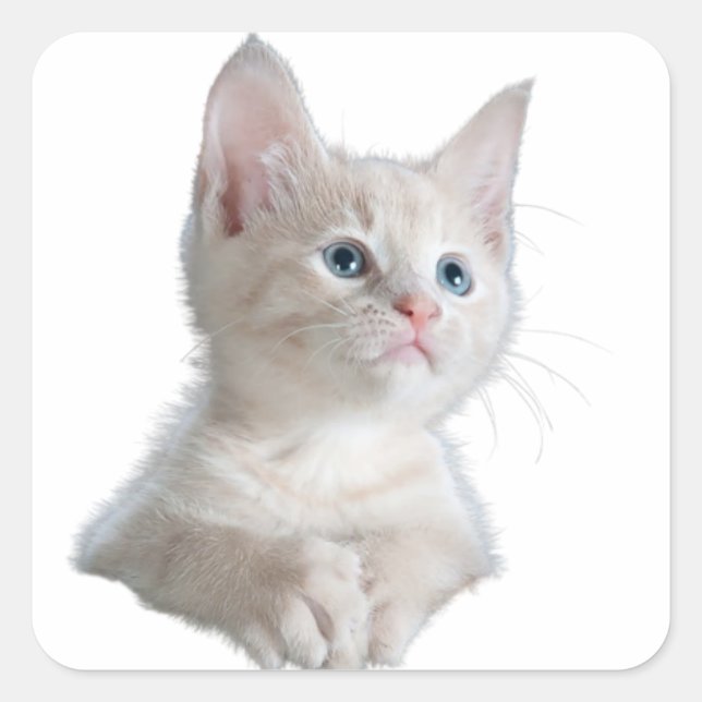 Blue eyes white cat square sticker (Front)