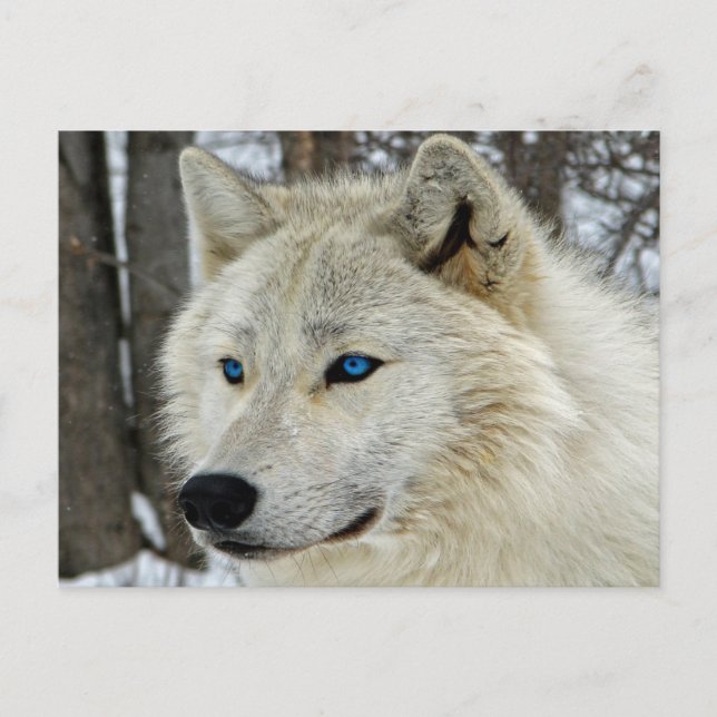 Blue Eyes White Wolf Postcard (Front)