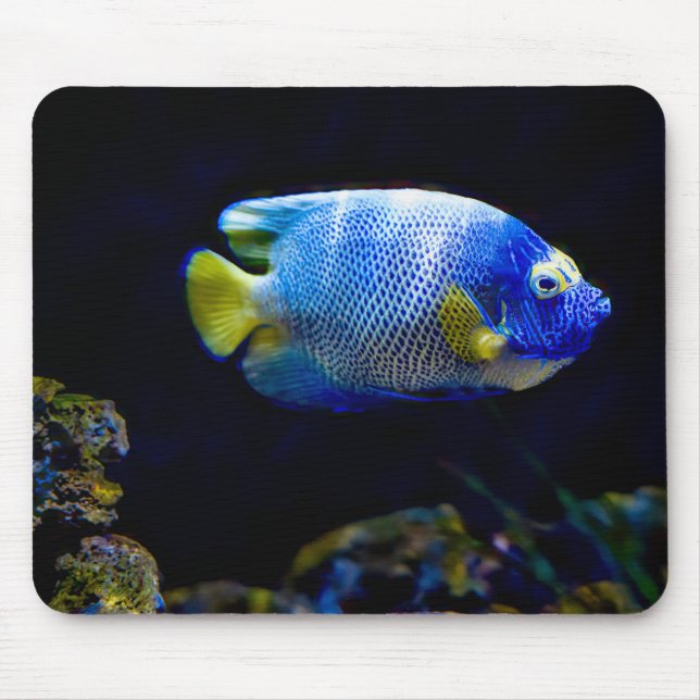 Blue-faced angelfish, fish, underwater mouse pad (Front)
