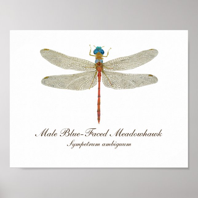 Blue-Faced Meadowhawk Dragonfly art Poster (Front)
