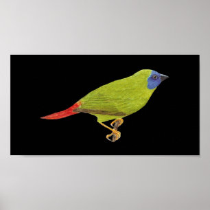 Blue-faced Parrot Finch - Erythrura trichroa Folio Poster