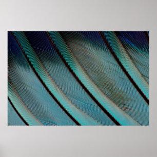 Blue feather pattern poster