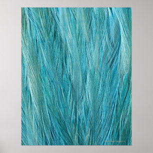 Blue Feathers Poster