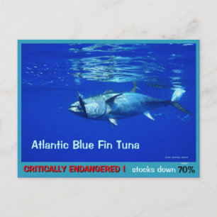 Blue Fin Tuna, overfished, endangered, near gone - Postcard