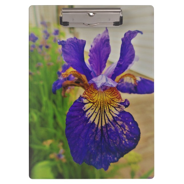 Blue Flag Iris Fleur de Lys French Canada Quebec Clipboard (Front)