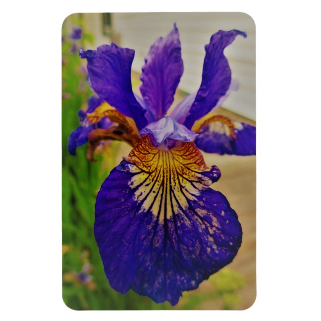 Blue Flag Iris Fleur de Lys French Canada Quebec Magnet (Vertical)