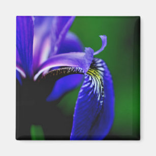 Blue Flag Iris Flower Close Up Magnet
