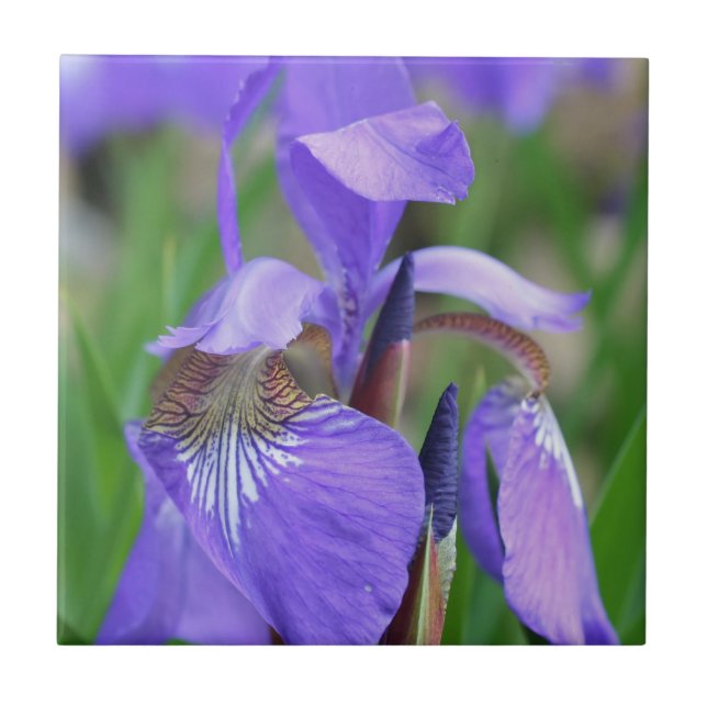 Blue Flag Iris Flower Nature Tile (Front)