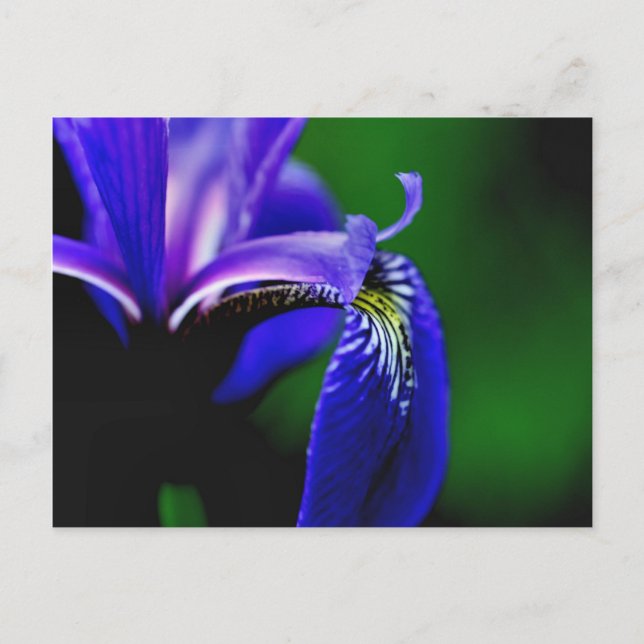 Blue Flag Iris Flower Photography Postcard (Front)