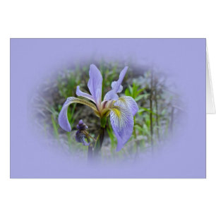Blue Flag - Wild Iris