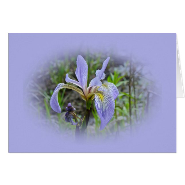 Blue Flag - Wild Iris (Front Horizontal)