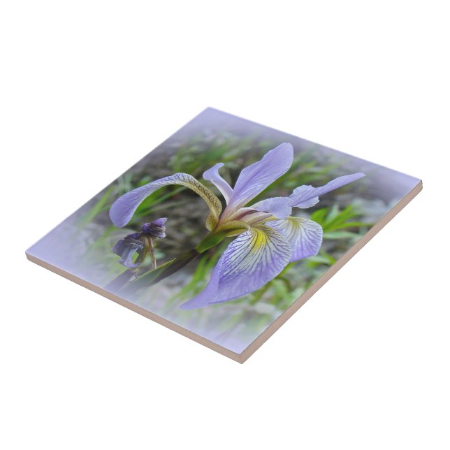 Blue Flag - Wild Iris Tile (Side)