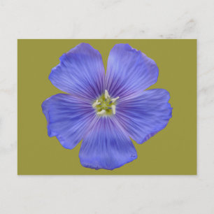 Blue Flax #1 Postcard