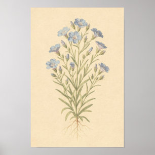 Blue Flax Botanical Study 12 × 18 Poster