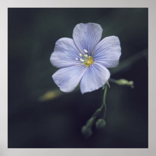 Blue Flax Flower on Dark Background Poster