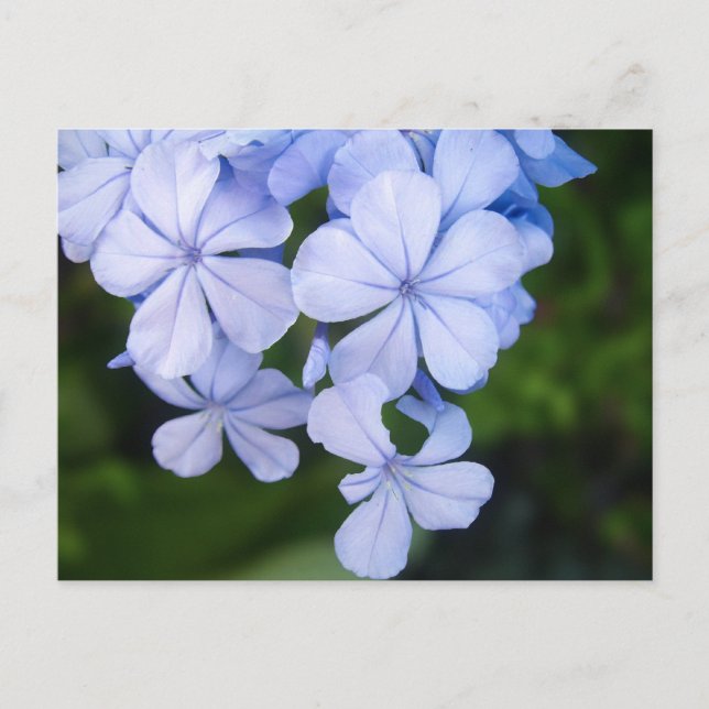 Blue Floral Bokeh Postcard (Front)