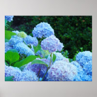 Blue Floral Fine Art Prints Hydrangea Flowers
