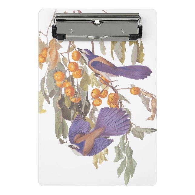 Blue Florida Scrub Jay Audubon Birds with Oranges Mini Clipboard (Front)