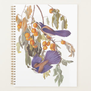 Blue Florida Scrub Jay Audubon Oiseaux avec Orange