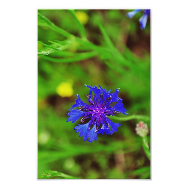 Blue flower photo print (Front)