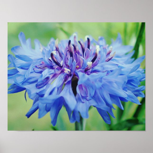 Blue Flower Photographic Art Print (Front)