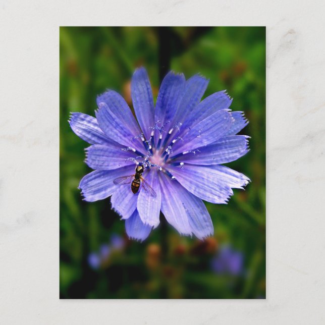 Blue Flower  post card (Front)