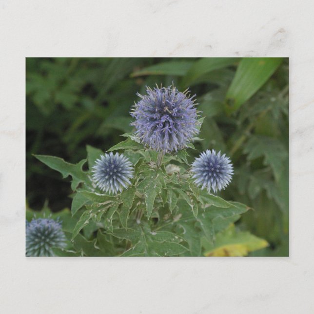 blue flower postcard (Front)