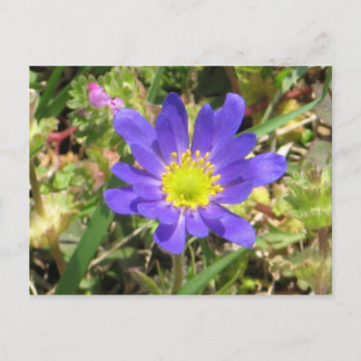 Blue Flower Postcard