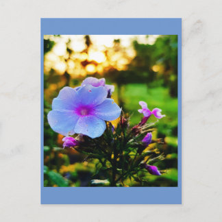 Blue flower postcard