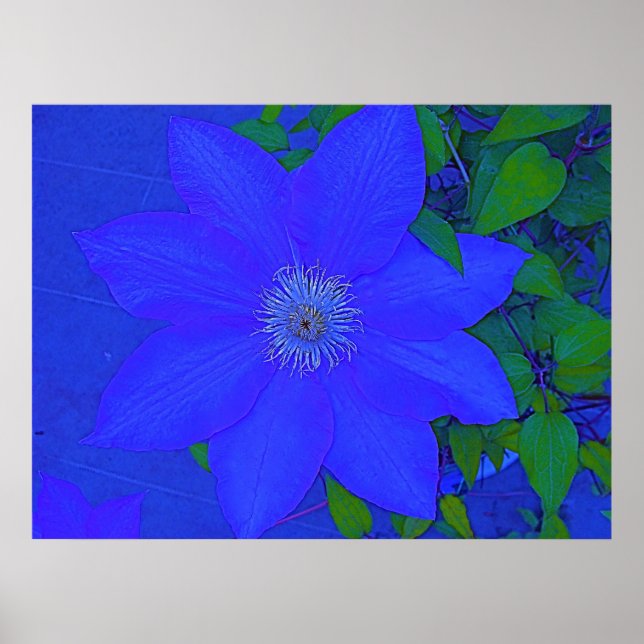 Blue Flower Urchin Print (Front)