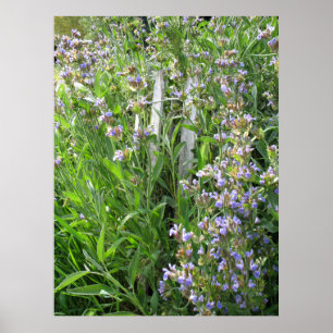 Blue Flowering Sage Herbal Photography Poster