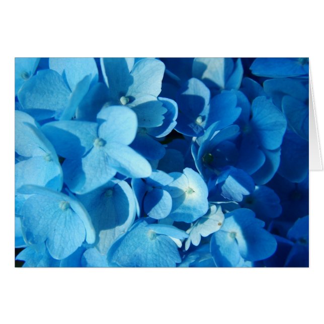 blue flowers (Front Horizontal)