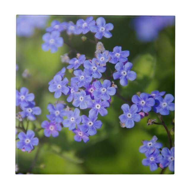 Blue Flowers Blossoms Destiny Peace Love Park Vine Tile (Front)