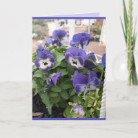 Blue Flowers Floral Pansy Viola Photo Art Card