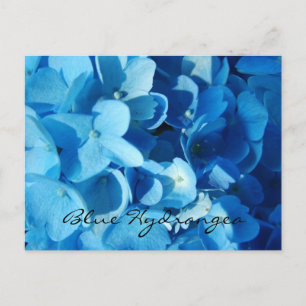 Blue flowers, hydrangea postcard