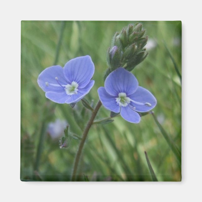 Blue Flowers Magnet (Front)