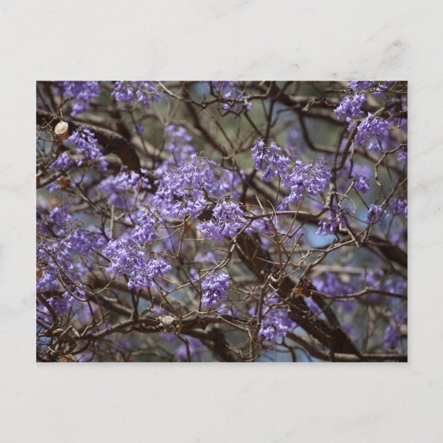 Blue flowers of a Jacaranda Tree Postcard (Front)