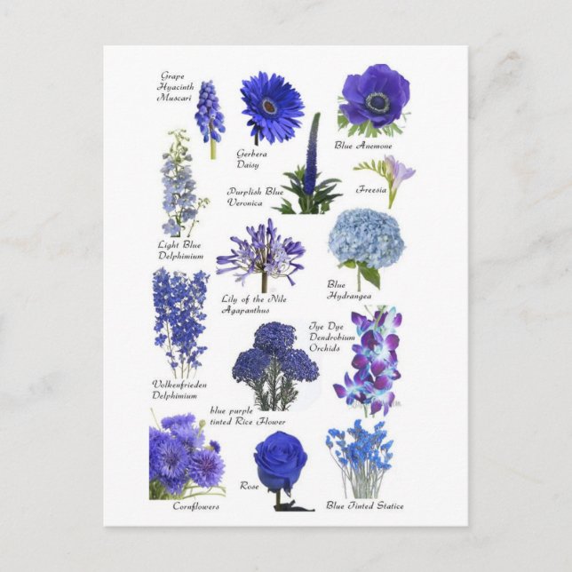 Blue Flowers Postcard (Front)
