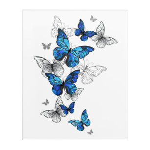 Blue Flying Butterflies Morpho Acrylic Print