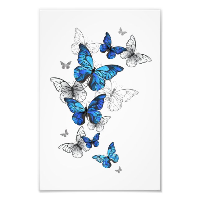 Blue Flying Butterflies Morpho Photo Print (Front)