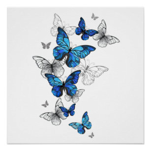 Blue Flying Butterflies Morpho Poster