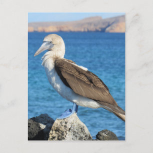 blue foot bird postcard