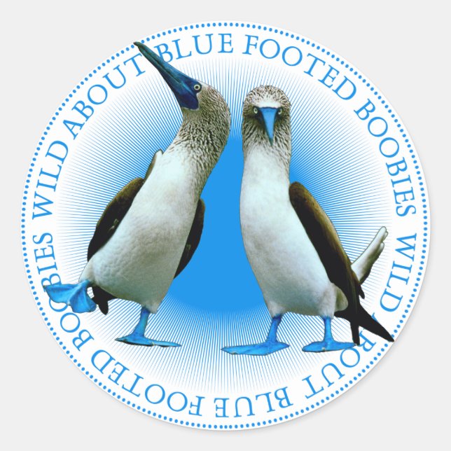 Blue Footed Boobies Birds Stickers (Front)