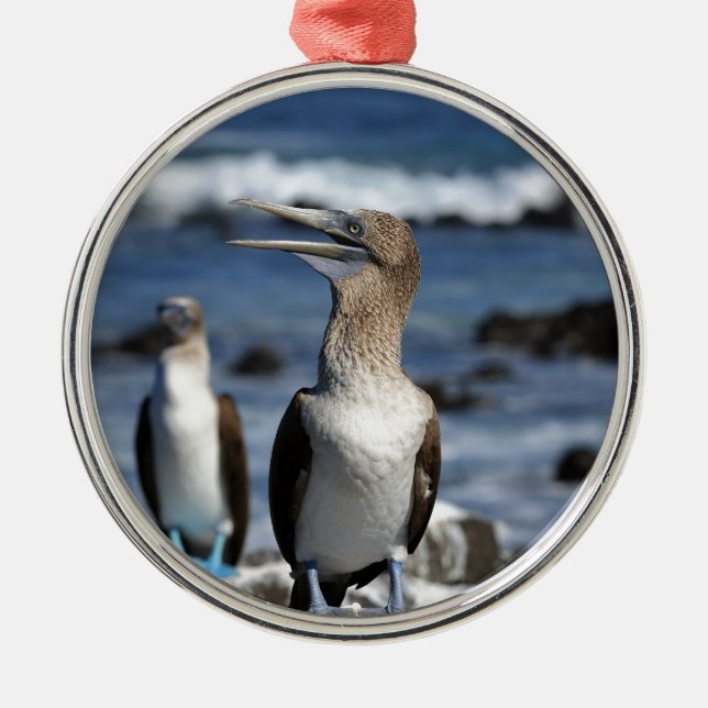 Blue footed Boobies Galapagos Islands Metal Ornament (Front)