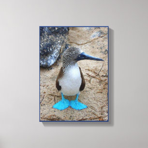 Blue-Footed Booby Canvas Print