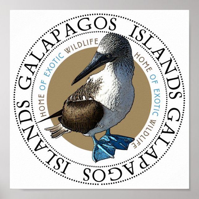 Blue Footed Booby Poster (Front)