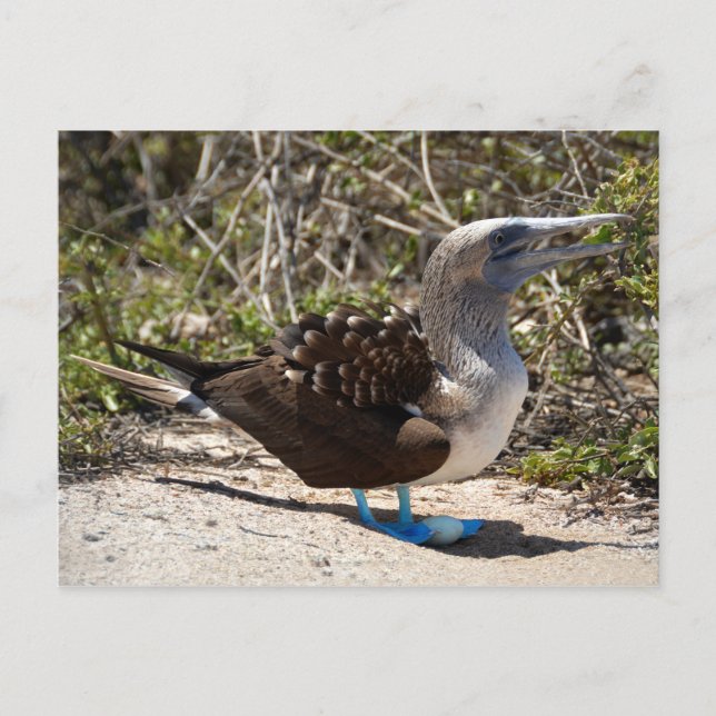 Blue-Footed Booby with Egg Postcard (Front)