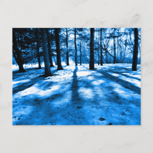 Blue Forest Trees Shadows and Light Postcard