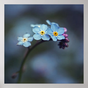 Blue Forget-me-not Flowers Macro Poster